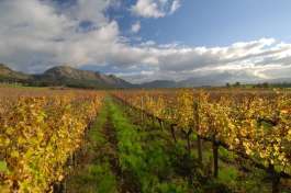 Winelands 