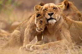 Lions in Kruger National Park 