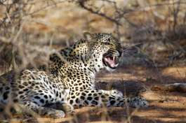 Kruger Park Leopard 