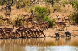 Impala Herd and Warthogds 