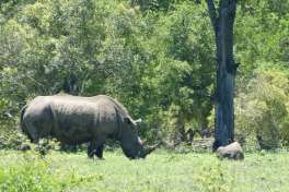 Rhino and Calf in Kruger 