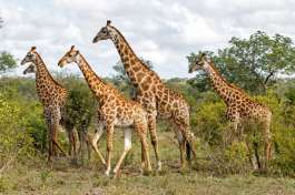 Giraffe in Kruger 