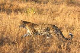 Sabi Leopard 