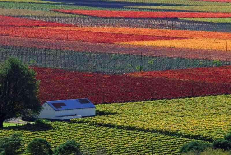 Cape Winelands