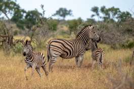 Kruger Park Zebra 