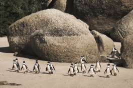 Penguins at Boulders Beach 
