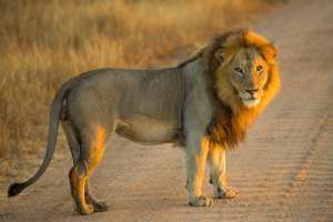 Kruger National Park Lion
