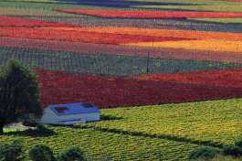 Cape Wineland Scenery 
