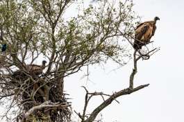 Vulture Nest Greater Kruger 