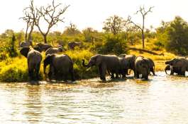 Elephants drinking Greater Kruger  