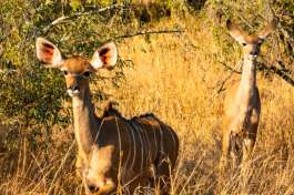 Female Kudu 