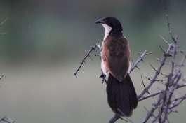 Burchell's coucal Kruger National Park 