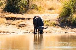 Solo Buffalo Bull drinking 