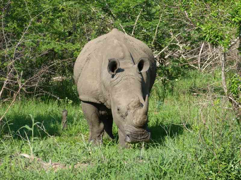 White Rhino in Kruger National Park
