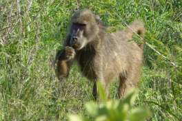 Baboon Greater Kruger 