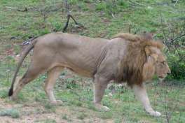 Lion in Kruger National Park 