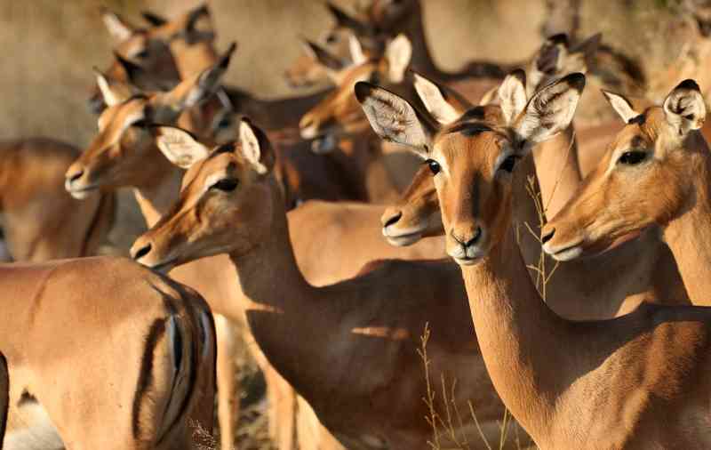 Impala Herd Kruger National Park