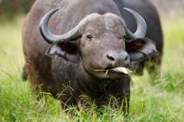 Cape Buffalo in Kruger 