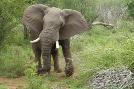 Kruger Park Elephant 