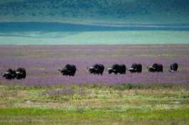 Buffalo in Nogorongoro 