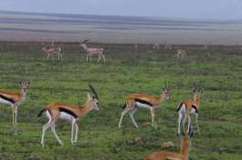 Thompsons Gazelle Serengeti 