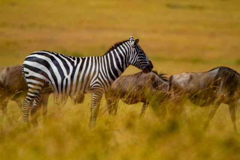 Maasai mara Zebra and Wildebeest