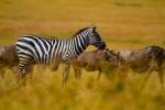 Maasai mara Zebra and Wildebeest 