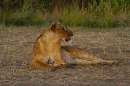 Maasai mara Lion 