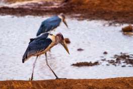 Marabou Stork Tsavo  