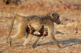 Greater Kruger Baboon with Baby 