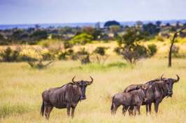 Wildebeest in Kruger National Park 