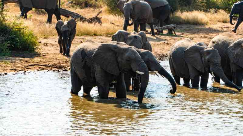 Elephants in Kruger at Water hole