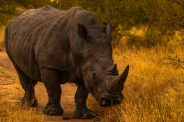 Rhino in Kruger 