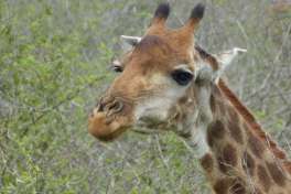 Greater Kruger Giraffe 