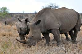 White Rhino in Greater Kruger 