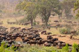 Large Buffalo herd in Kruger National Park 