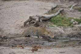 Greater Kruger Leopard drinking 