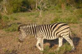 Kruger Park Zebra 
