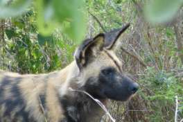 Wild Dog in Kruger National Park 