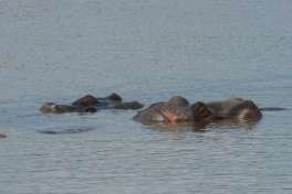Hippos in Kruger National Park 