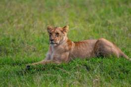 Lioness in Masai Mara 