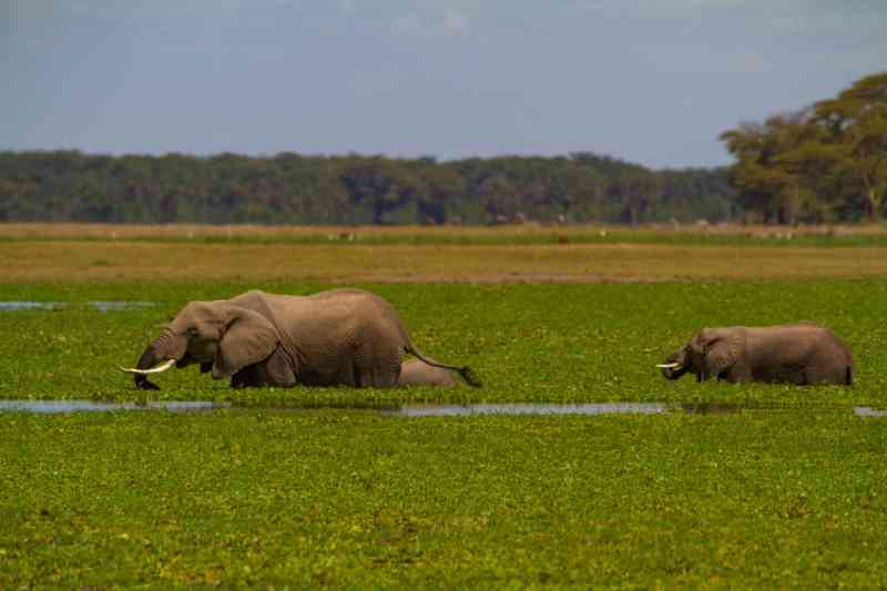 Elephants in Amboseli, Kenya