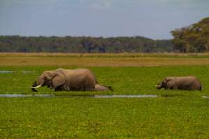 Elephants in Amboseli, Kenya