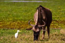 Wildebeest and Egret in Amboseli 