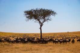 Kenya Safari Scenery 