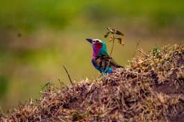 Lilac-Breasted Roller in Masai Mara 