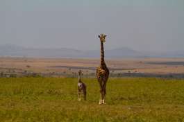 Maasai Mara Giraffe and Baby 