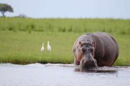 Hippo in Chobe River  