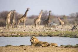 Etosha National Park Lion at Water Hole 