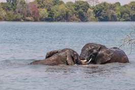 Elephants in Kafue River Zambia 